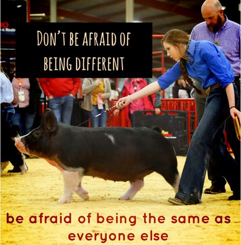 Show pig motivation and quote Pig Show Outfits, Show Pigs Tips, Cringy Quotes, 4h Quotes, Ffa Quotes, Ffa Pictures, Showing Pigs, Quotes Him, Ring Quotes