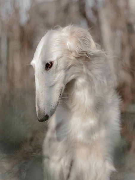 Borzoi Side Profile, Borzoi Dog Art, Borzoi Dog Aesthetic, Funny Animal Pfp, Borzoi Puppies, White Borzoi, Animal Pfp Funny, Borzoi Aesthetic, Borzoi Drawing