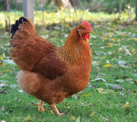 A copper-colored dual-purpose breed, New Hampshire chickens are good mothers, but their personalities are a bit of a toss up. Largest Chicken Breed, Rhode Island Red Chickens, Chicken Animal, Poultry Breeds, Chickens For Sale, Types Of Chickens, Red Chicken, Chicken Hen, Beautiful Chickens