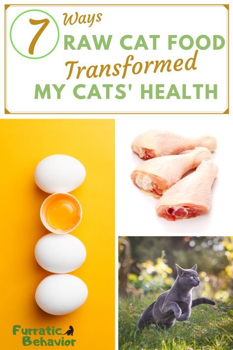 Raw Foods For Cats, Raw Diet For Cats Food Recipes, Veggies For Cats, Cat Raw Diet Food Recipes, Raw Cat Food Recipes Homemade, Barf Diet For Cats, Raw Feeding For Cats, Healthy Cat Diet, Diy Healthy Cat Food