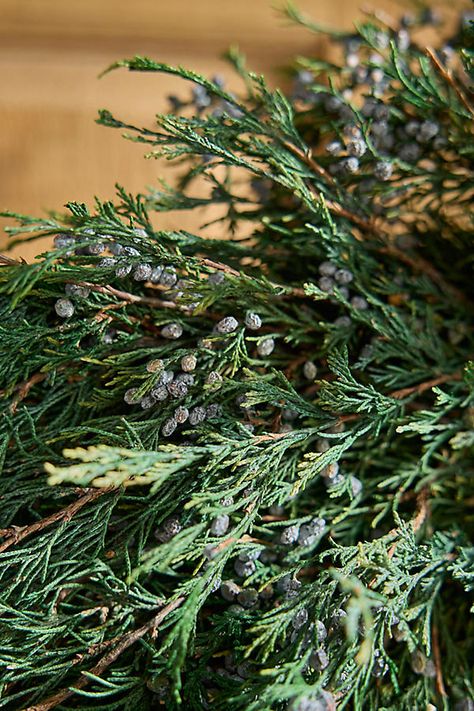 Cypress essential oil