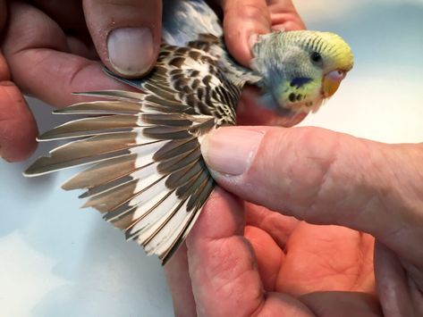 Clipped Wings, Bird Breeds, Budgie Parakeet, Bird Care, Figure Reference, Bird Wings, Kinds Of Birds, Healthy And Happy, Pet Bird