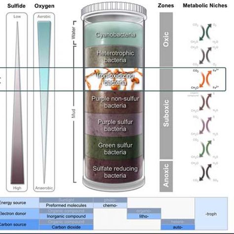 This interactive module consists of a virtual Winogradsky column, which can be used to explore the diversity of microbes, microbial metabolic strategies, and geochemical gradients found in sediments Ap Environmental Science, Learning Targets, Ap Biology, Teacher Activities, Science Biology, Class Activities, Photosynthesis, Energy Sources, Microbiology