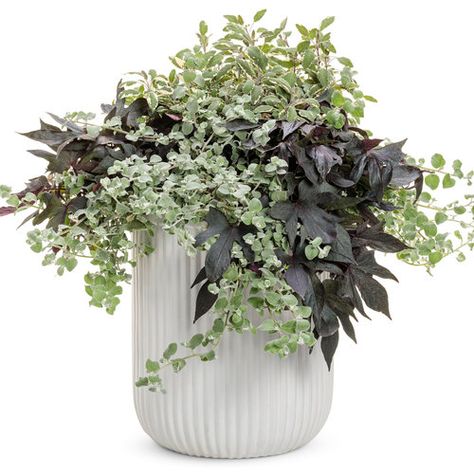 Bye Love | Proven Winners Proven Winners Containers Recipes Shade, Proven Winners Containers, Helichrysum Petiolare, Summer Pots, Plant Hanging Basket, Summer Planters, Plant Recipes, Licorice Plant, Foliage Arrangements