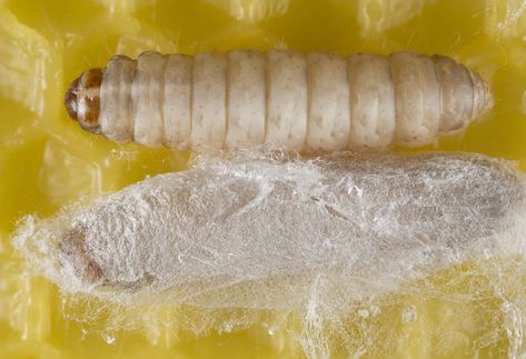 Wax Moth, Honey Bee Farming, Varroa Mite, Bee Colony, Bee Farm, Banana Peel, Natural Garden, Fermenting, Bee Keeping