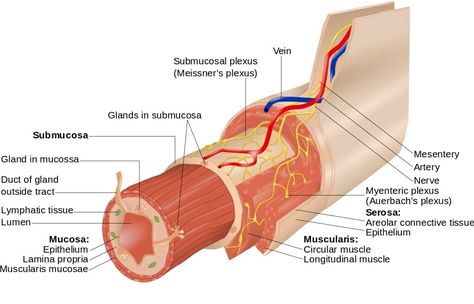 Layers of the GI Tract Human Organ Diagram, Human Body Organ System, Serous Membrane, Human Anatomy Chart, Digestive System Anatomy, Smooth Muscle Tissue, Enteric Nervous System, Human Body Organs, Gastrointestinal System