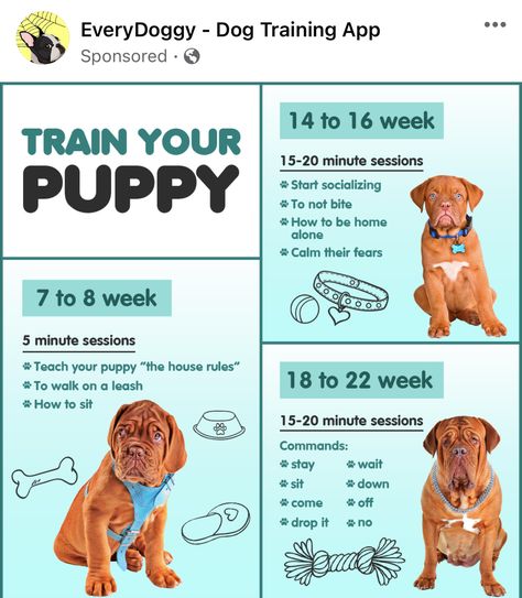 Puppy Schedule, Puppy Training Schedule, Train Your Puppy, Puppy Time, Puppies Tips, Puppy Mom, Easiest Dogs To Train, Basic Dog Training, Puppy Training Tips