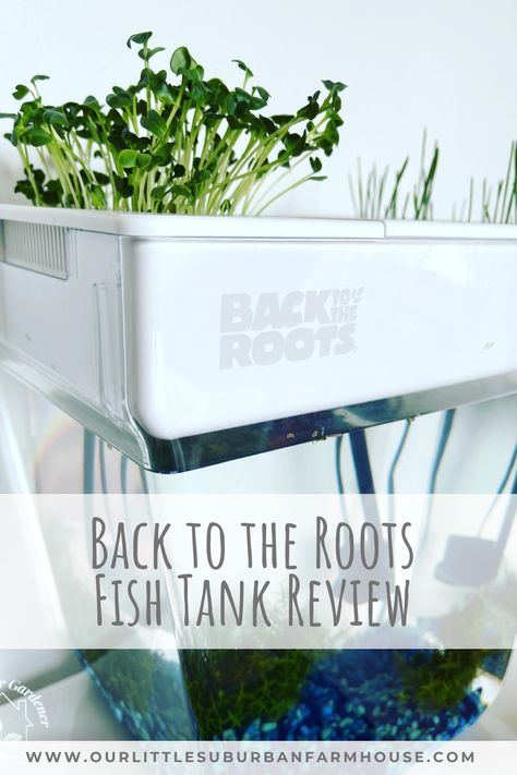 Are you considering purchasing a Back to Roots Aquaponic Fish Tank but not sure if it's right for you? I've been using this product for the past two months and wanted to provide an honest review to help you make an informed decision. #aquaponics #fishtank #backtotheroots Aquaponic Fish Tank, Diy Aquaponics Fish Tank, Hydroponic Fish Tank, Fish Tank Aquaponics, Suburban Farmhouse, Aquaponics Aquarium, Aquaponics Plants, Aquaponics Fish, Growing Lettuce