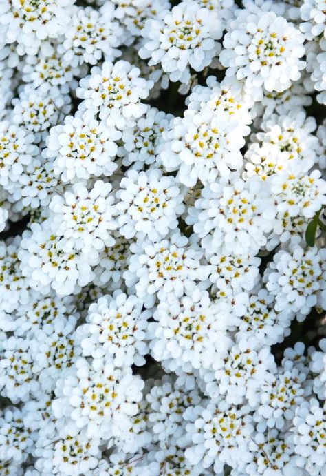 Iberis or candytuft hold its name from the amazing blooming that renews itself from spring to fall. Easy care and plant well suited for ground cover. Wilted Flowers, Seaside Garden, Gardening Zones, Fertilizer For Plants, Special Flowers, Ground Cover Plants, Flower Care, Spring Bulbs, Home Landscaping