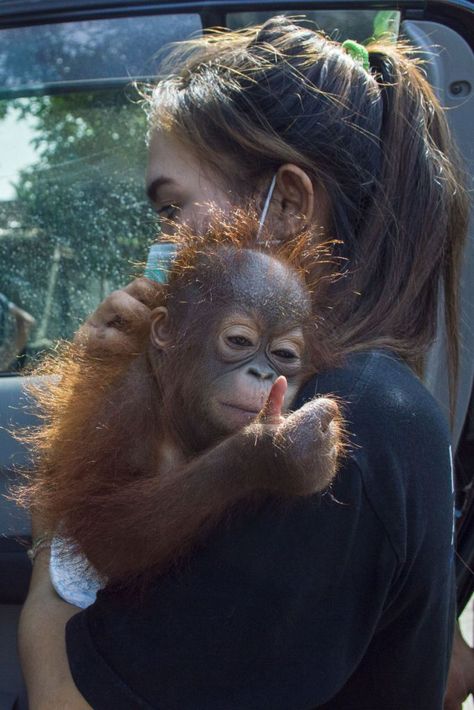 Vet School Motivation, Baby Orangutan, Wildlife Biologist, Wildlife Rehabilitation, Animal Conservation, Baby Elefant, Animal Sanctuary, Marine Biology, Wildlife Conservation