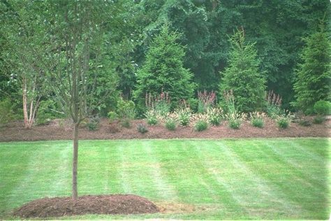 Green Giant Arborvitae is a very fast growing evergreen tree and an excellent choice if you want privacy. Here is detailed information along with some planting design tips. Berm Landscape, Backyard Berm, Types Of Evergreen Trees, Evergreen Trees For Privacy, Norway Spruce Tree, Trees Backyard, Stockade Fence, Green Giant Arborvitae, Giant Arborvitae