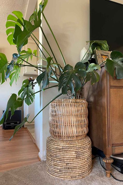 Target Hacks, Eclectic Style Decor, Internet Router, Plant Pot Covers, Old Apartments, Coiled Baskets, Artsy Style, Modern Planters, Monstera Plant