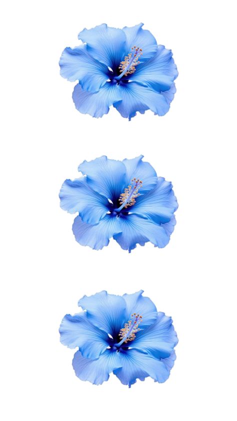 Blue Hisbusic Flower Wallpaper, Hibiscus Aura Wallpaper, Hibiscus Flower Wallpaper Blue, Blue Hibiscus Flower Wallpaper, Blue Hibiscus Wallpaper, Blue Tropical Wallpaper, Hibiscus Flower Background, Emilia Core, Hibiscus Flower Wallpaper