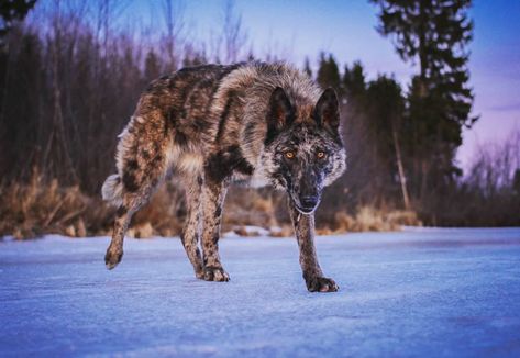 Cresselia 🐺 #nordicwolfdog #nordicwolfdogs #susikoira #hukka #merlewolfdog #sunset #auringonlasku Tiger Wolf Hybrid, Wolf Dog Hybrid, Wolf Hybrid Dogs, Evans Aesthetic, Wolfdog Hybrid, Real Wolf, Dog Reference, Wolf Poses, Wolf Dogs