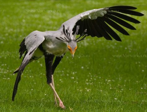 Sagittarius Serpentarius, Bird Attack, Secretary Bird, Creature Drawings, Pretty Animals, Creature Concept Art, Cute Wild Animals, Bird Pictures, African Animals