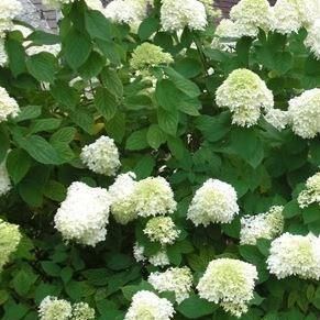 Hydrangea paniculata 'Grandiflora', Hydrangea 'Grandiflora' in GardenTags plant encyclopedia Hydrangea Grandiflora, Hydrangea Paniculata Grandiflora, Fast Growing Shrubs, Plant Encyclopedia, Rooting Hormone, Hydrangea Paniculata, Planting Hydrangeas, Plant Information, Spring Plants