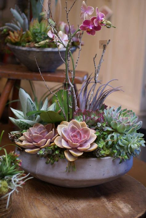 Orchid Succulent Arrangement, Succulent Arrangement Ideas, Tall Succulent Arrangements, Succulents Arrangements Indoor, Mini Succulent Arrangements, Plants Arrangements Ideas, Succulent Floral Arrangements, Live Plant Arrangements, Pot Et Fleur Floral Design