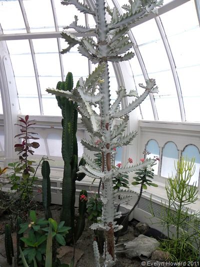 Euphorbia Lactea WHITE GHOST Euphorbia Lactea White Ghost, Cactus Corner, Ghost Cactus, Euphorbia Plant, Euphorbia Lactea, Cactus Farm, Succulent Planting, Conservatory Of Flowers, Cactus Gardens