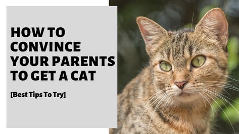 How To Convince Your Parents To Get A Cat. Are you looking to get a cat but your parents are not quite ready? Learn some of the best ways to convince them, including some of the reasons you can use and tips to help get your parents to say yes #cat #cats Reasons To Get A Cat, How To Convince Your Parents To Get A Cat, How To Convince Your Parents For A Cat, How To Get Your Parents To Say Yes, Sphynx Kittens For Sale, Adopting A Kitten, Sphynx Kittens, Getting A Kitten, Caring For A Newborn