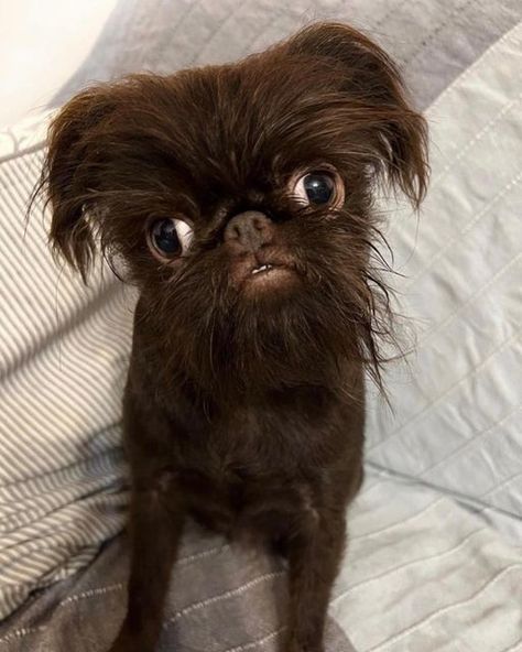 😤Brussels Griffons😤 on Instagram: "What’s your mood today? #1, #2 or #3 @cherrythegriff" Brussels Griffon Puppies, Abby Jimenez, Griffon Dog, Every Dog Breed, All Breeds Of Dogs, The Bun, Bun Bun, Brussels Griffon, Summer Books