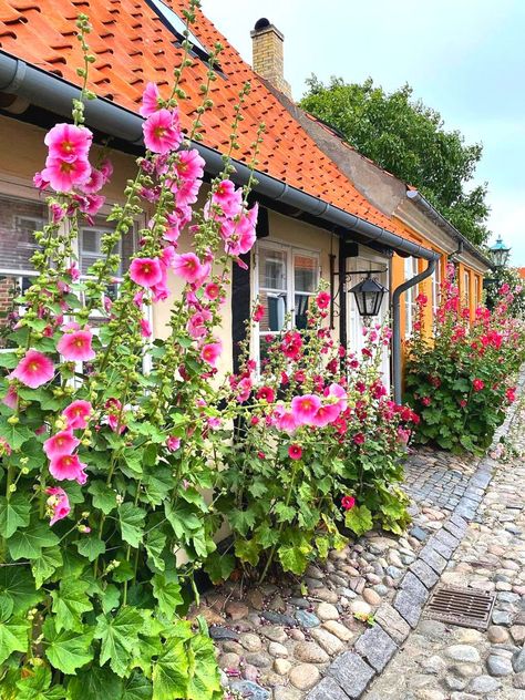 Gladiolus In Garden, Gladiolus Garden Ideas, Gladiolus Flower Garden, Gladiolus Flower Garden Ideas, Gladiolus Garden, Estate Landscaping, Allium Flowers, Gladiolus Flower, California House