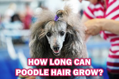 How long can poodle hair grow? Read this poodle hair guide on HoundGames Poodle Ponytail Hairstyle, Poodle Top Knot Styles, Poodle Hairstyles, Poodle Hair, Poodle Cuts, Poodle Grooming, Mini Poodles, Grow Long Hair, Hair Guide