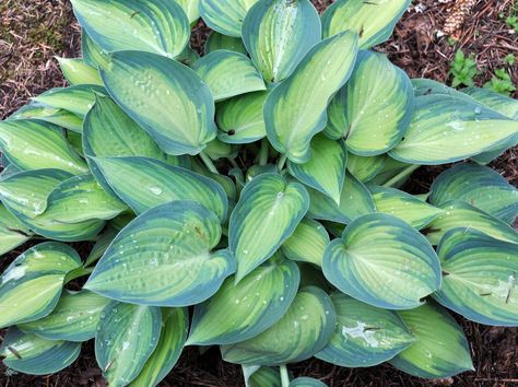 5 Favorite Slug-resistant Hostas | A Tree Garden Hosta June, Slug Repellant, Unusual Vases, Garden Site, Hosta Gardens, Tree Garden, Vase Shapes, Side Yard, Garden Pests