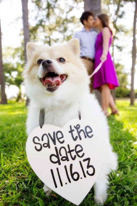 Puppy-save-the-date-ideas 9 Wedding Card Craft, Safe The Date, Engagement Signs, Photos With Dog, Save The Date Photos, Wedding Pets, Wedding Day Timeline, Tampa Florida, Trendy Wedding