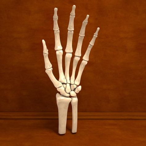 Ultimate Human Hand Bones Anatomy 3D Model #AD ,#Hand#Human#Ultimate#Model Hand Bone Anatomy, Bones Human, Pile Of Bones, Human Hand Bones, Hand Bones, Hand Anatomy, Human Bones, Concrete Texture, Hand Model