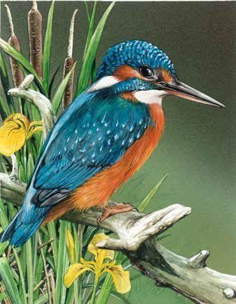 Hummingbird Painting Acrylic, Kingfisher Painting, Wild Birds Photography, Kingfisher Art, Bird Painting Acrylic, Wild Animals Photos, Kingfisher Bird, Bird Artwork, Bird Pictures