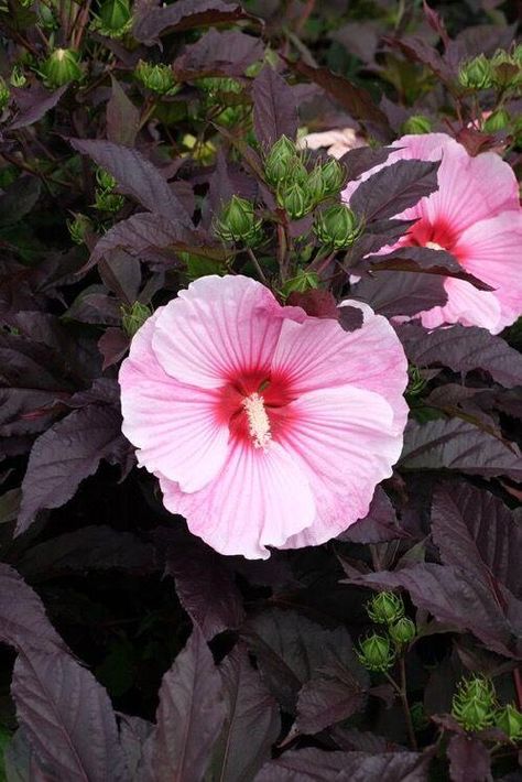 Flower Bed Flowers, Hardy Hibiscus Plant, Sun Loving Flowers, Red Creeping Thyme, Zone 6 Plants, Midwest Garden, Hibiscus Bush, Mallow Plant, Best House Plants