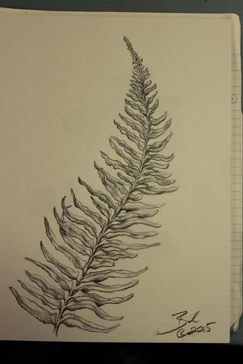 Fern - Graphite on Drawing Paper Ostrich Fern Tattoo, Fern Tattoo, Art Competitions, Maple Leaf Tattoo, Sketch Book, Fine Art, Tattoos, Drawings, Art