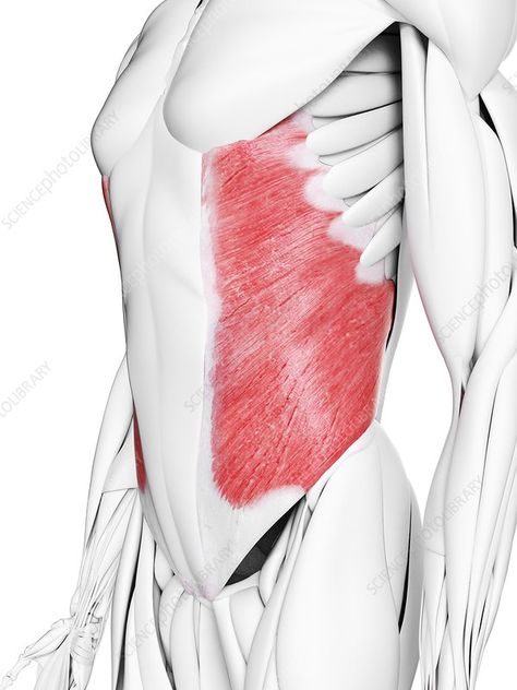 External oblique muscle, illustration - Stock Image - F027/2419 - Science Photo Library External Oblique Muscle, External Oblique, Muscle Illustration, Muscle Reference, General Anatomy, Human Body Muscles, Oblique Muscles, Anatomy Stickers, Computer Illustration