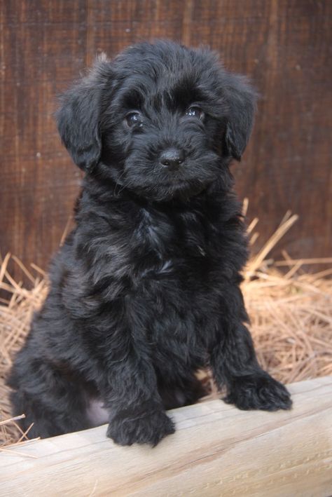 Yorkiepoo Info, Temperament, Training, Diet, Puppies, Pictures Terrier Poodle Mix, Dogs Barking, Yorkie Poodle, Puppies Pictures, Black Puppy, Bulldog Breeds, Yorkie Poo, Yorkie Dogs, Yorkshire Terrier Puppies