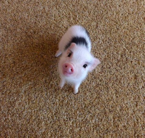 CUTE PIG FROM UNDER A BRDGE 😍😍 Micro Pigs, Teacup Pigs, Cute Piglets, Cele Mai Drăguțe Animale, Cute Piggies, Pet Pigs, Baby Animals Pictures, Baby Pigs