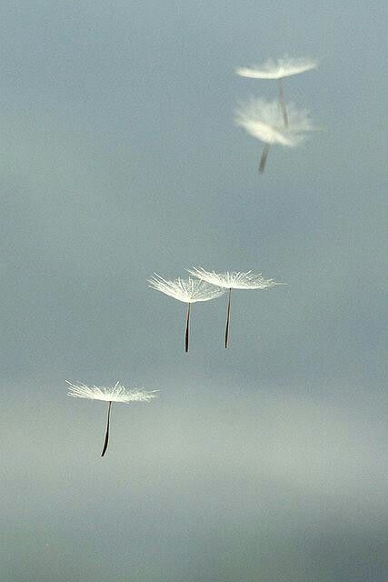 . Dandelion Drawing, Story Facebook, Photo Macro, Dandelion Seeds, Dandelion Wish, Phone Screen Wallpaper, Dandelion Seed, Wallpaper Nature Flowers, Illustration Character Design