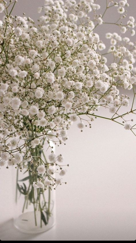 Buckwheat Flower Aesthetic, Gipsofila Aesthetic, Baby Breath Wallpaper, Baby Breath Flower Aesthetic, Gypsophila Wallpaper, Babys Breath Aesthetic, Buckwheat Flower, Vintage Flowers Wallpaper, Boquette Flowers