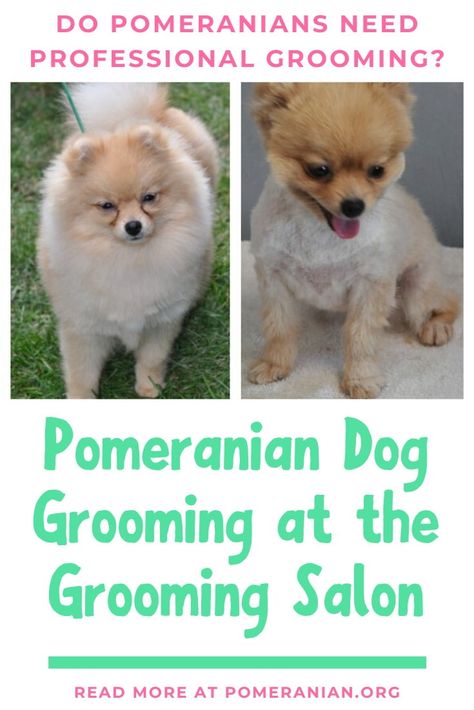 What to expect from Pomeranian dog grooming at the Grooming Salon. How often should a Pomeranian go to the groomers? What is the cost to groom a pomeranian?#dochlaggie #pomeranian Shaved Pomeranian, Pomeranian Training, Dog Grooming Diy, Dog Grooming Styles, Pom Dog, All Types Of Dogs, Dog Grooming Salons, Dog Grooming Tips, Dog Information