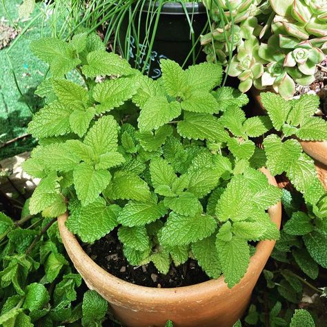 Lemon Balm Plant Care: Water, Light, Nutrients | Greg App 🌱 Lemon Balm Benefits, Lemon Balm Plant, How To Grow Lemon, Herb Plants, Mint Plants, Kitchen Herbs, Fast Growing Plants, Lemon Verbena, Parts Of A Plant