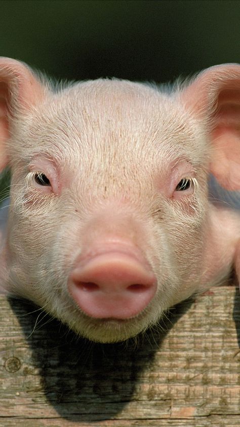 https://flic.kr/p/nQyRjc | pig_little_pig_countryside_hooves_close_up_face_78678_640x1136 Dog Walking Services, Deco Panel, Pig Wallpaper, Pig Face, Mini Pigs, Pig Farming, Baby Pigs, Pig Lovers, Cute Pigs