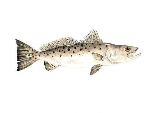 "This is a fine art PRINT of my original watercolor painting of a Speckled Trout that I did in 2021. I have lived on the water in south Georgia my entire life and I am inspired by the coastal environment all around me. I hope that you can see that in my artwork! This is a Fine Art PRINT of my original watercolor painting.   Title: \"Trout\" Print Quality: Premium Giclée Paper- Ideal for fine art reproductions. This is a thick heavy weight paper with the luxurious style of traditional artists' pa Coastal Environment, Speckled Trout, Trout Art, Art Fish, South Georgia, Brown Trout, Fish Print, Fish Art, Original Watercolor Painting