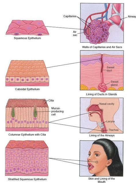 Epithelium: Surfaces of the Body. Shows the different types of epithelial cells of the integument and where they are found in the body. From the Merck Manual Home Health HandBook. Integumentary System, Biology Classroom, Basic Anatomy And Physiology, Tissue Types, Medical Student Study, Biology Lessons, Medical Facts, Nursing School Notes, Medical School Studying