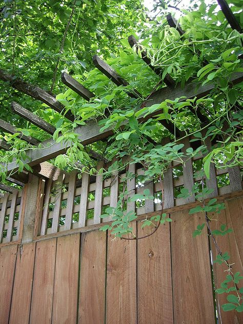 Privacy wall, trellis and vine.  Would LOVE to enclose my yard with this type of fence. Diy Privacy Fence, Small Pergola, Wall Trellis, Privacy Wall, Privacy Fence Designs, Privacy Landscaping, Backyard Privacy, Garden Vines, Privacy Walls