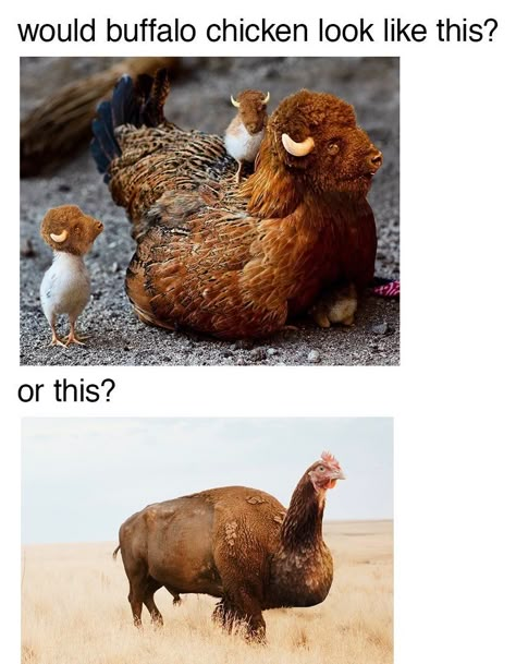 Chicken Memes, Fresh Memes, Funny Animal Jokes, Buffalo Chicken, Animal Jokes, Funny Meme, Super Funny, Animal Memes, Cute Funny Animals