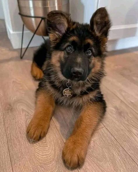 German Shepherd Community | Great photograph💝 | Facebook Fluffy German Shepherd, Baby German Shepherds, Dog German Shepherd, German Shepherd Puppy, Belgian Shepherd, Belgian Malinois, German Shepherd Puppies, German Shepherds, German Shepherd Dogs