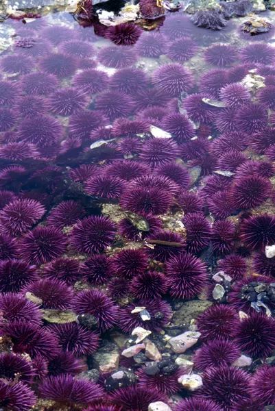 What Does a Starfish Look Like? | Animals.mom.com Purple Sea Urchin, Ocean Science, Purple Sea, Sea Stars, Kids Animals, Sea Urchins, Exotic Fish, Purple Love, Sea Star