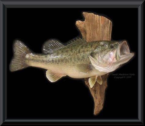 bass images of fish | Largemouth Bass Fish Mounts & Replicas Turkey Mounts, Singing Fish, Fish Wood Carving, Art Fair Booth, Fish Mounts, Taxidermy Decor, Image Of Fish, Taxidermy Display, Game Room Bar