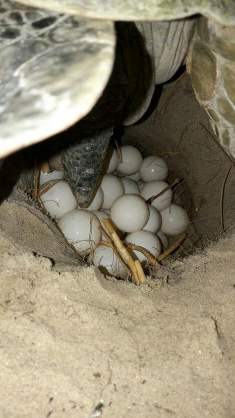 Sea Turtle laying eggs Turtle Project, Turtle Eggs, Loggerhead Sea Turtle, Marine Turtle, Turtle Conservation, Life Under The Sea, Tortoise Turtle, Turtle Love, Egg Laying