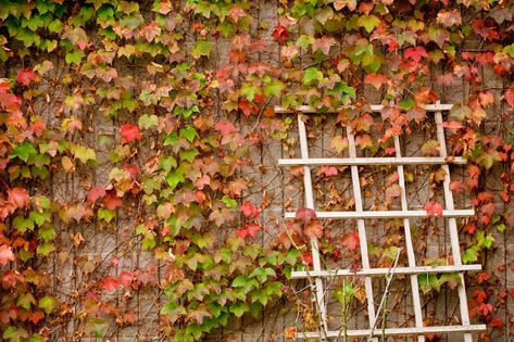 Boston Ivy Wall, Climbing Plants Fence, Climbers For Shade, Ivy Plant Indoor, Boston Ivy, Hydrangea Petiolaris, Ivy Wall, Climbing Hydrangea, Ivy Vine