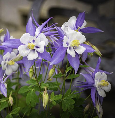 Colorado blue columbine Care (Watering, Fertilize, Pruning, Propagation) - PictureThis Colorado Blue Columbine, Colorado Columbine, Aquilegia Vulgaris, Deadheading, Columbine Flower, F 15, Home Garden Plants, Pollinator Garden, Flower Care